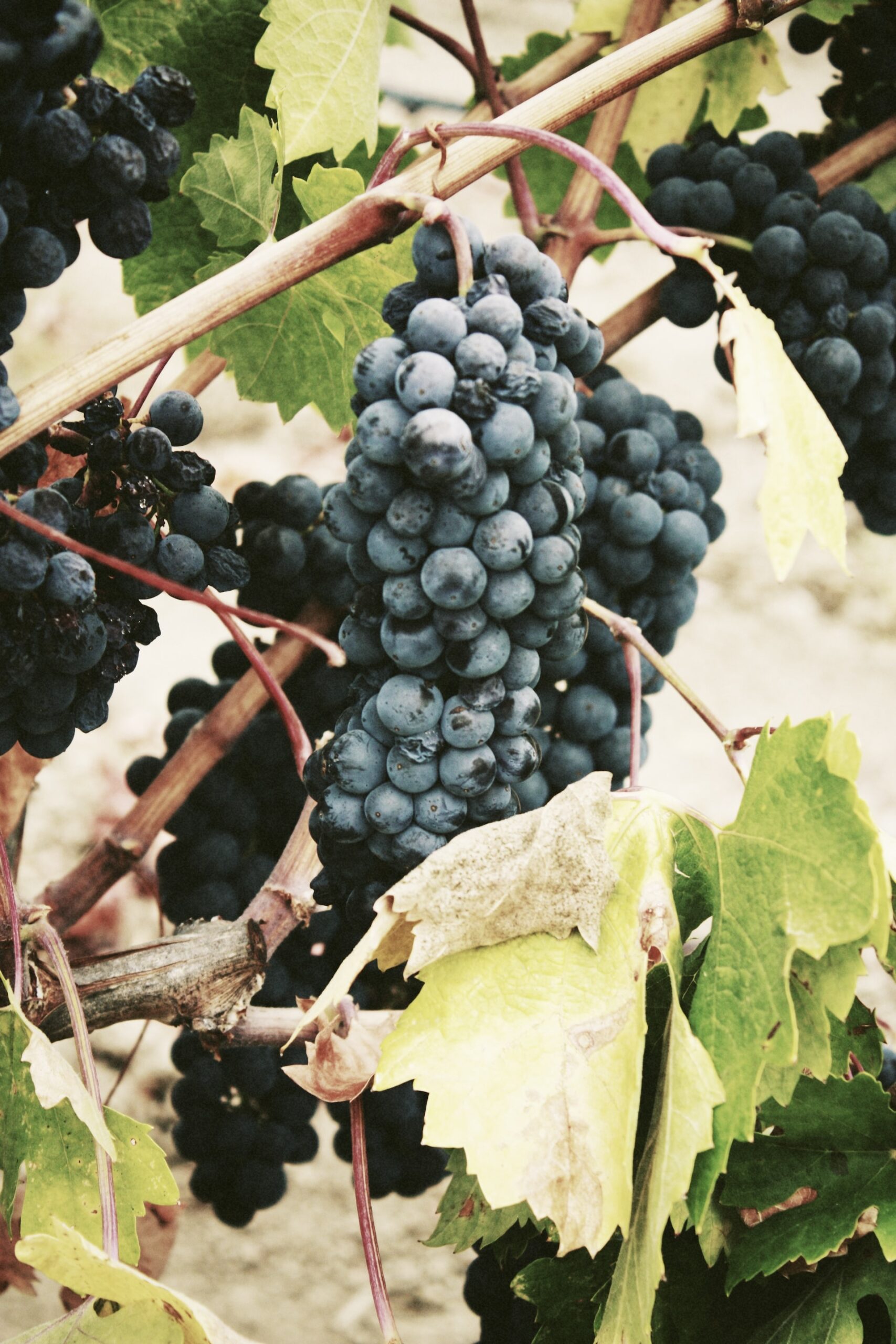 Das sinnliche Elixier: Die verführerischen gesundheitlichen Vorteile von Rotwein